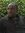 Kwame B...