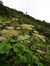 Pema Tashi