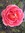 Jadengrandey | 10 comments