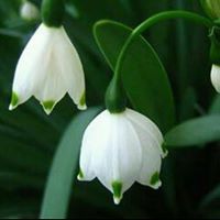 Salam Moslly