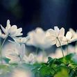 Alaa