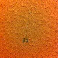 Carmel Webb-Warmbold