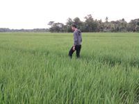 Ahmad Ridwan