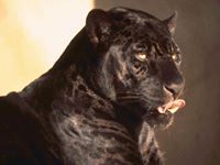 Златина Даскалова