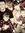Bella F...
