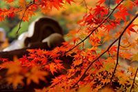 若華 吳