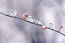 فآطمة الهنوآت