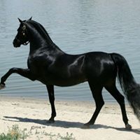 المستشار الستيتي