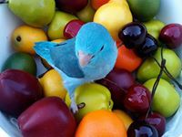 Boonyakorn Papangkorn