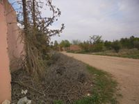 زرقاء اليمامة