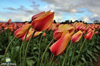 فاطمه جعفر فقرا