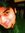HuZaifa Ch