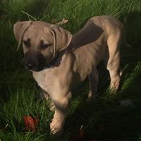 Andrea Rowsome-Gavin