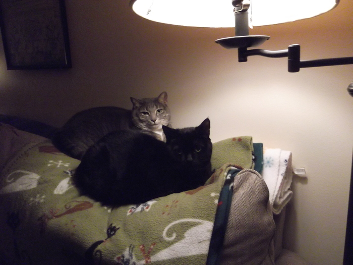 Goodreads profile picture for @kitties