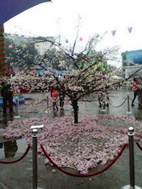 Ngô Thu