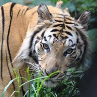 احمد بنجابي