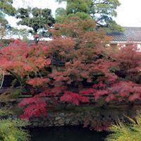 じゃじゃ クルーズ