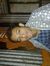 Jabed H...
