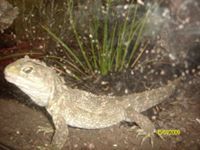 Catherine Foss-Macdonald