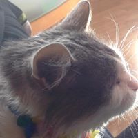 Daniel Karlsrud Berg