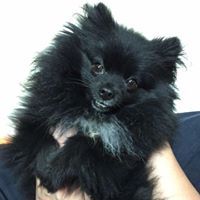 ดนัย ปรีชาเพิ่มประสิทธิ์