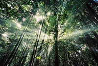 Marsha Gerstenschlager Wiggins