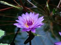 زهرة اللوتس