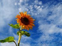 أمنية شفافة