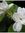 Jasmine...