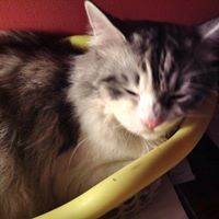 زهرة الفردوس