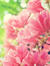 Shreya