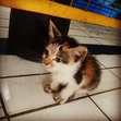 Meily