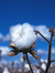 King Cotton