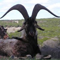 Frater Baphomet
