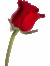 Liny