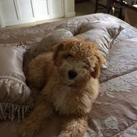 Brenda Dickerson-Daniel