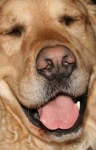 Cheryl Minney Labonte