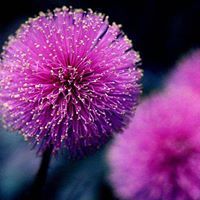 ببابك لن اغادره