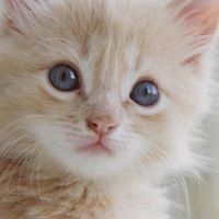 اليازيا الشامسي