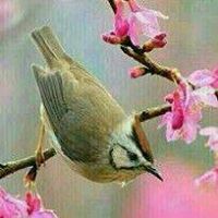 Moinuddin Mondal