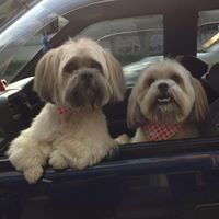 HUANG  กับหมูหวานกับหมูหยอง