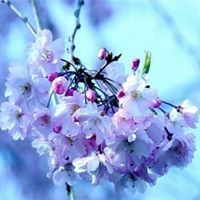 بتول الجابري