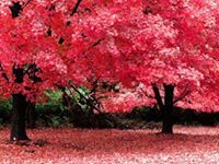 الهادي الريح