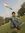 Rohit N...