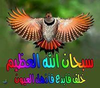 Ahmed Osman