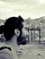 Laith A...