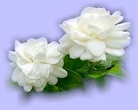 มาลี สุวรรณดี