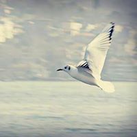 Gamal Sallam