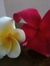 Manisha...