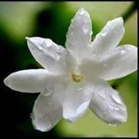 ليالي تشرين